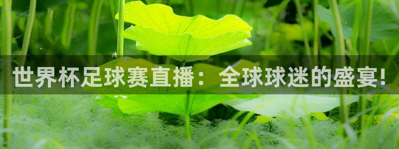  世界杯足球赛直播：全球球迷的盛宴!